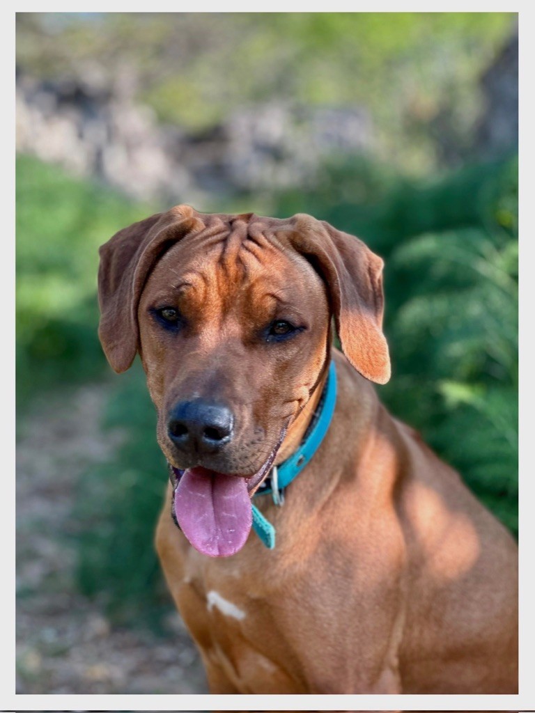 Hells Rhodesian Talia