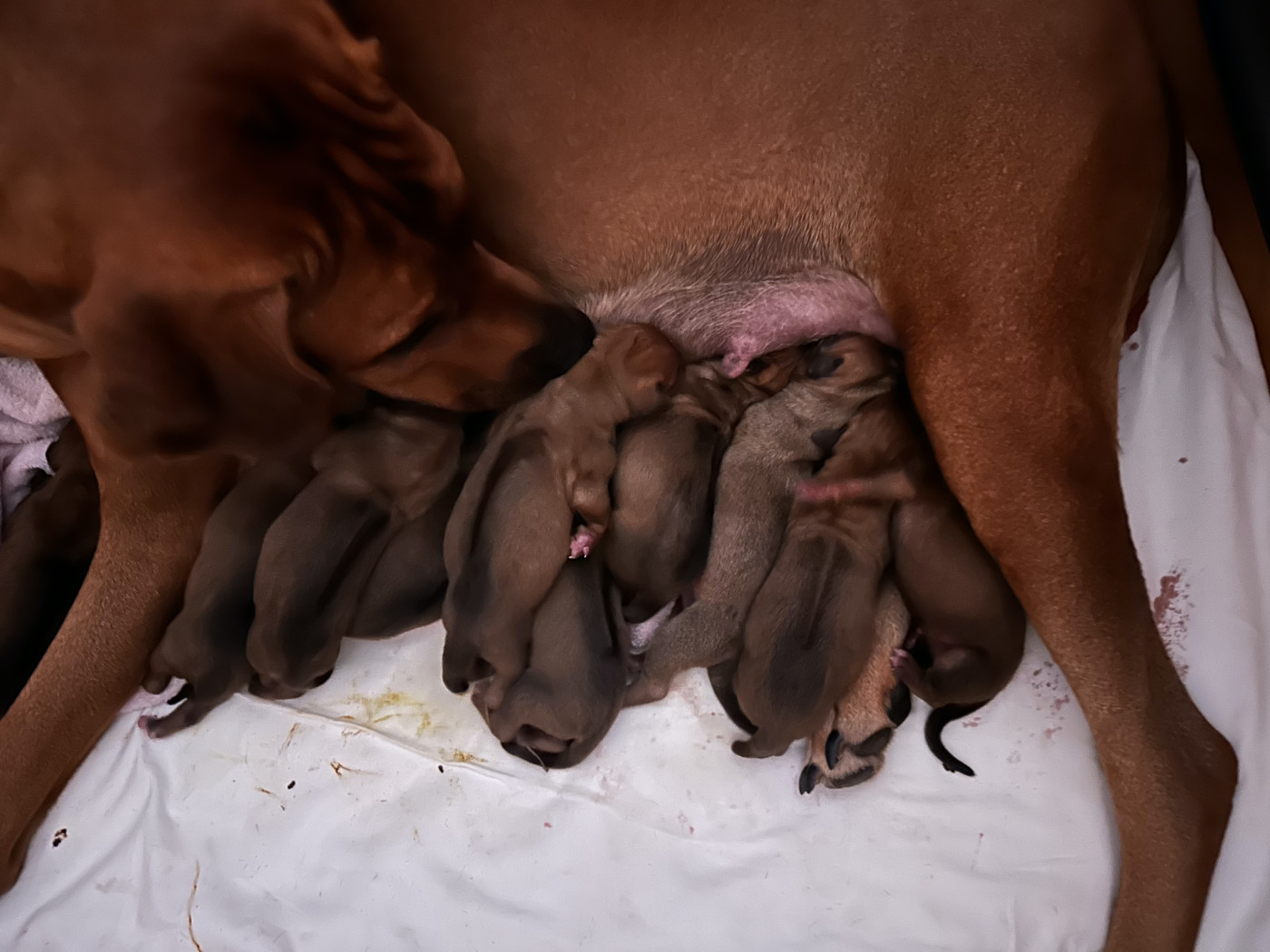 Naissances des chiots