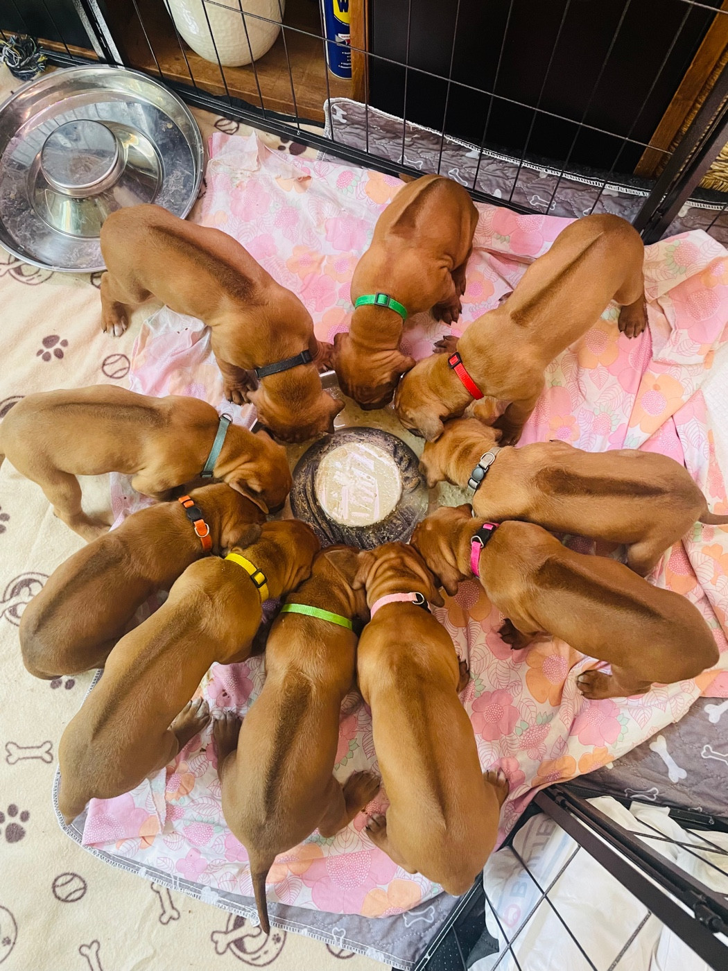 Les chiots - 4 semaines