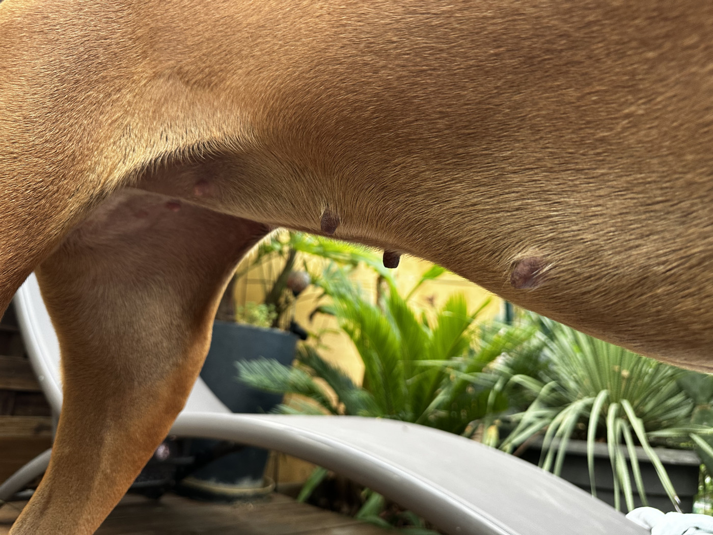 Gestation Talia ( dit Lila ) 2025