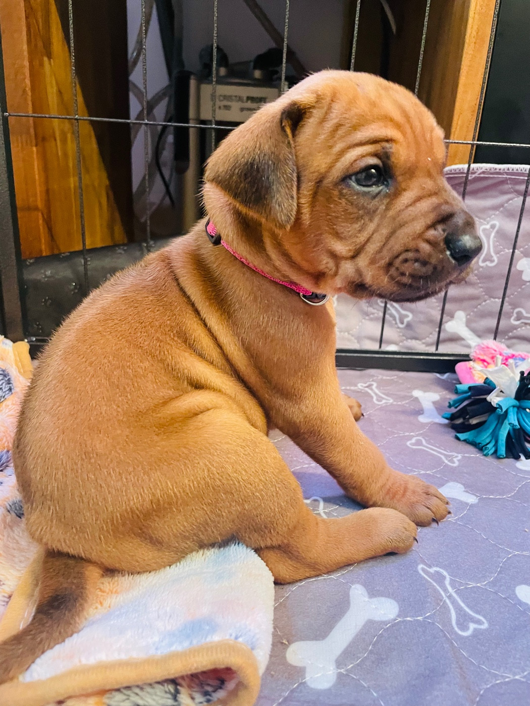 Du Souffle D'Ocre - Chiots disponibles - Rhodesian Ridgeback