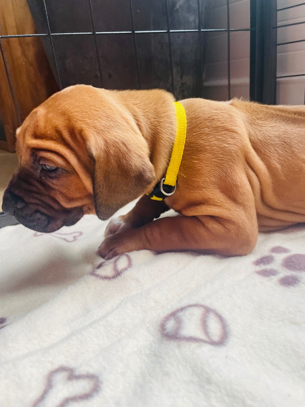 Du Souffle D'Ocre - Chiots disponibles - Rhodesian Ridgeback