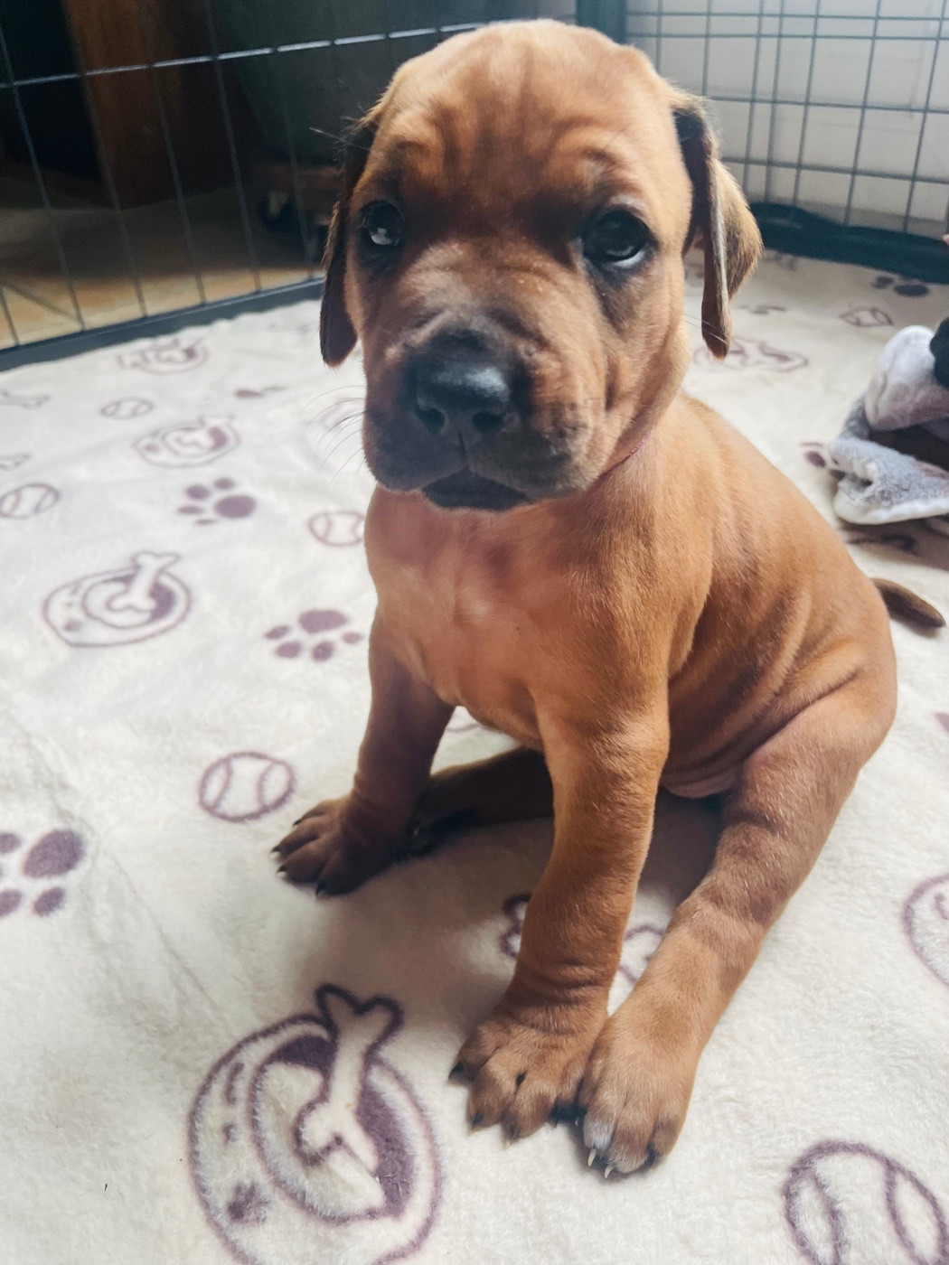 Du Souffle D'Ocre - Chiots disponibles - Rhodesian Ridgeback