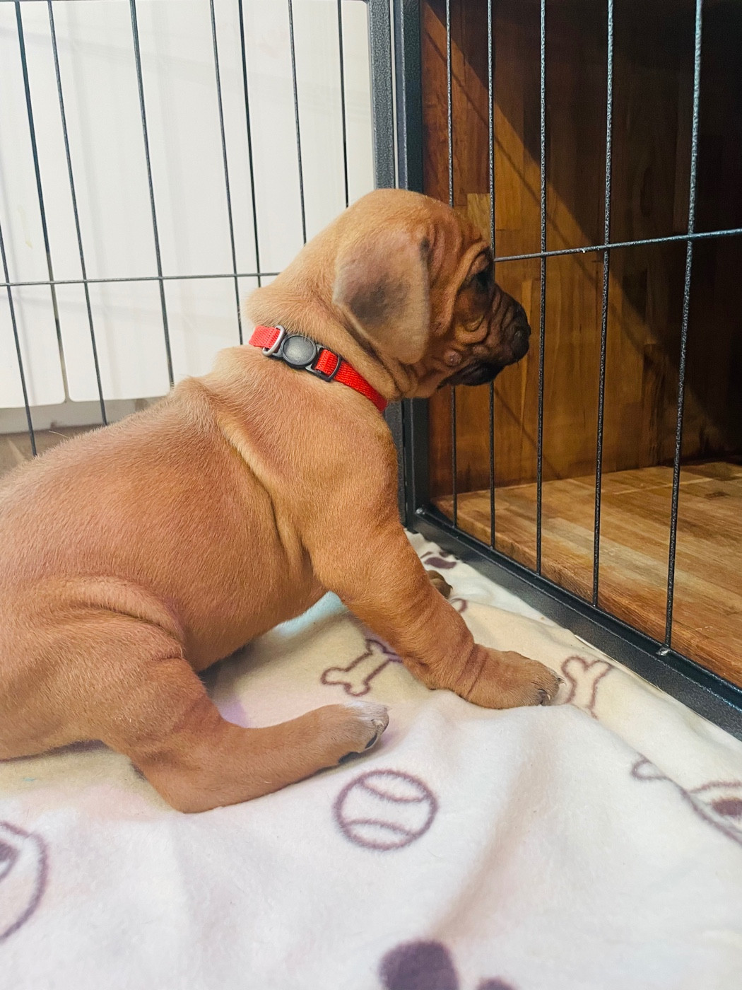 Du Souffle D'Ocre - Chiots disponibles - Rhodesian Ridgeback