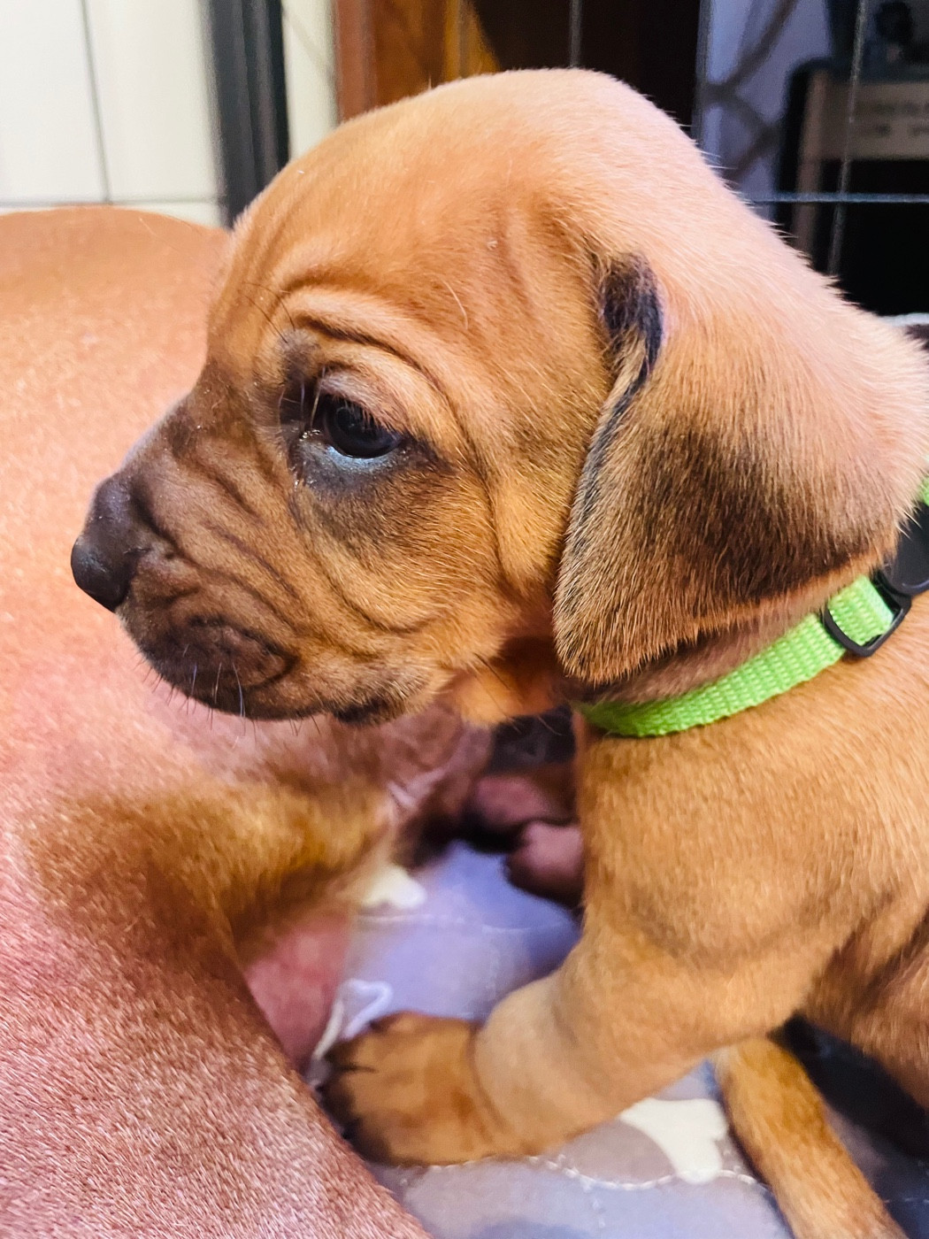 Du Souffle D'Ocre - Chiots disponibles - Rhodesian Ridgeback