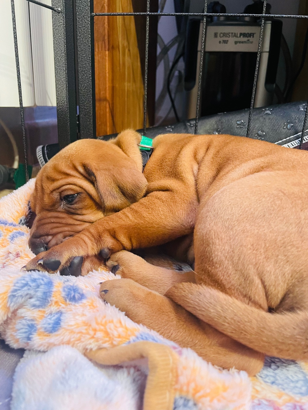 Du Souffle D'Ocre - Chiots disponibles - Rhodesian Ridgeback