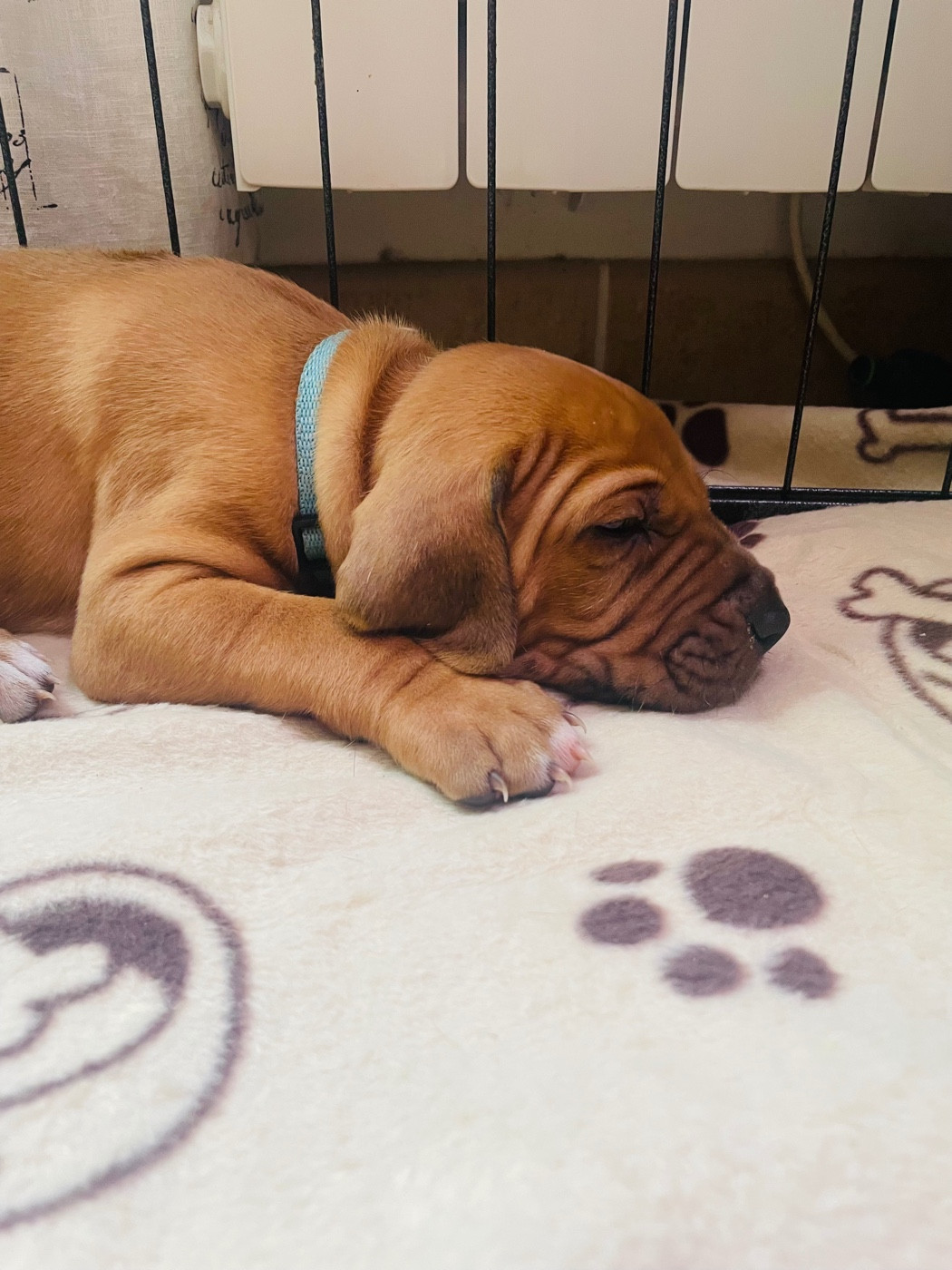 Du Souffle D'Ocre - Chiots disponibles - Rhodesian Ridgeback