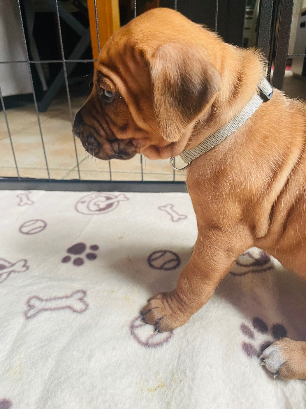 Du Souffle D'Ocre - Chiots disponibles - Rhodesian Ridgeback