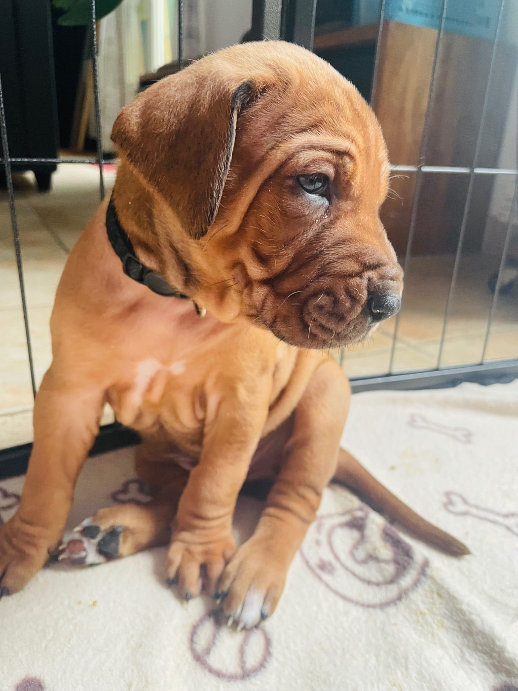 Du Souffle D'Ocre - Chiots disponibles - Rhodesian Ridgeback